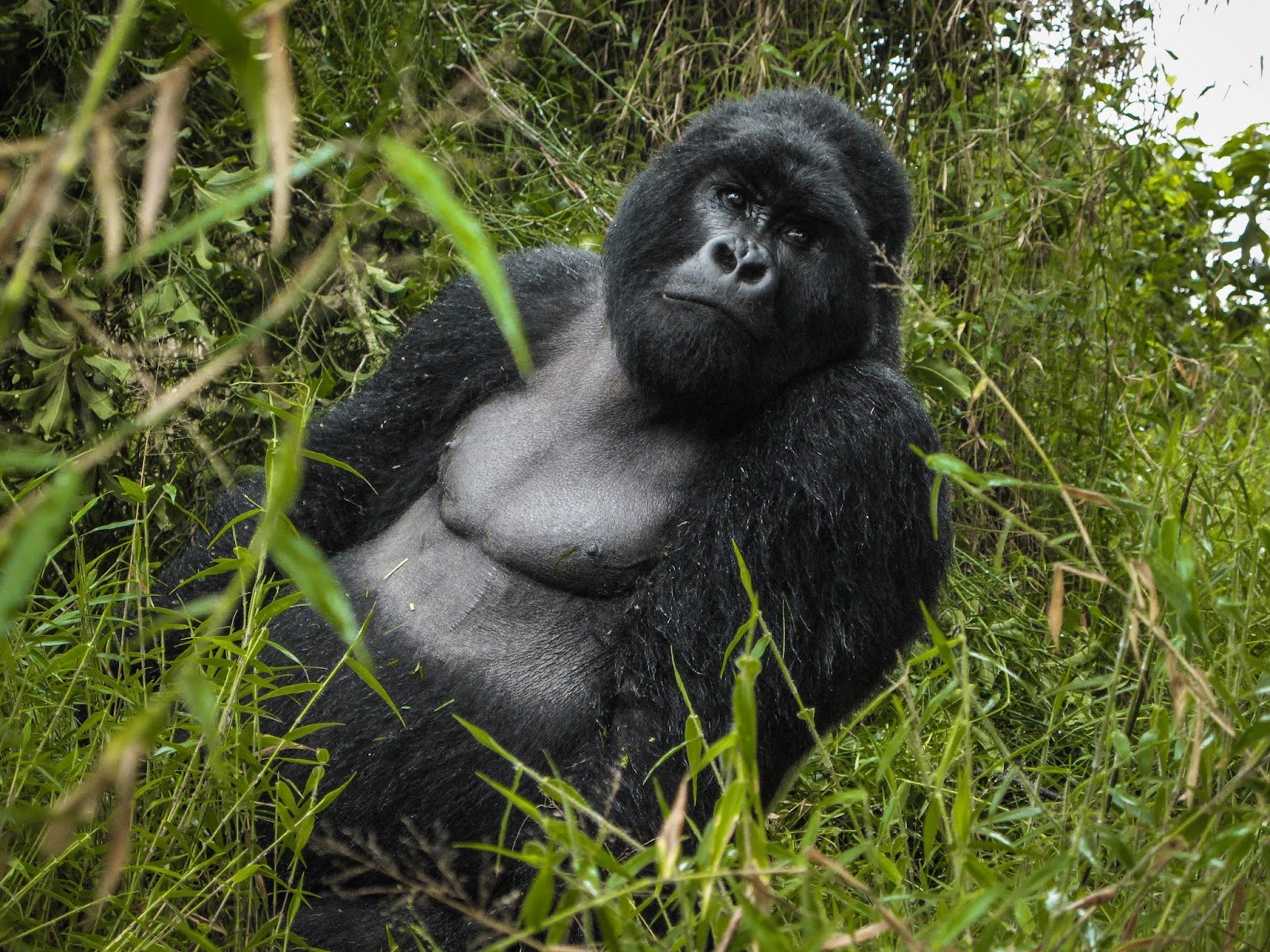 A silverback mountain gorilla sitting in dense green undergrowth